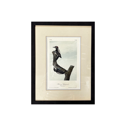 Vintage Hairy Woodpecker Male & Female Print