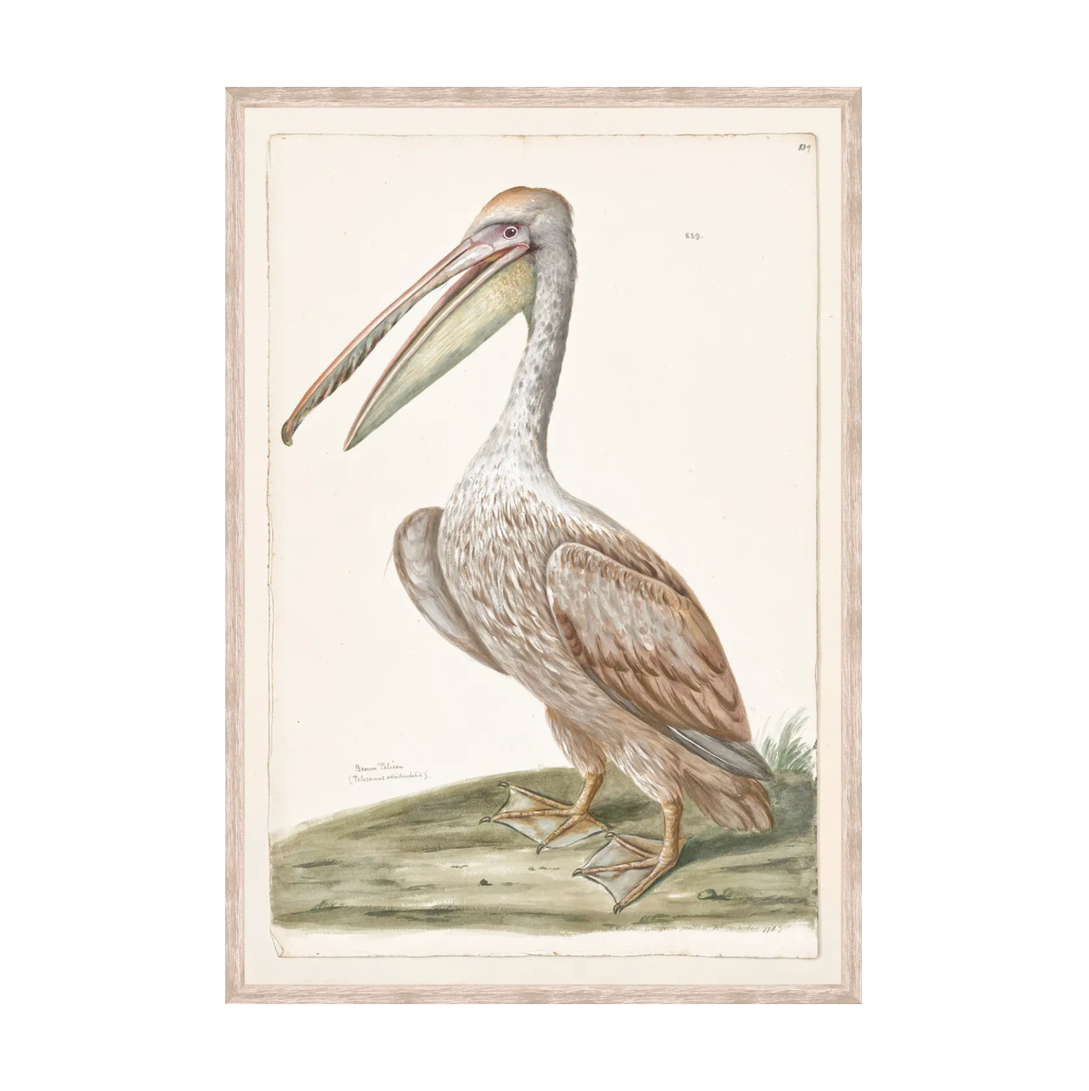 T. White - Brown Pelican C. 1720 Framed Print