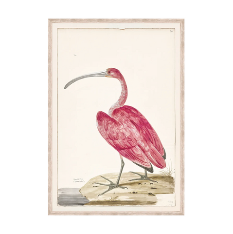 T. White - Scarlet Ibis C. 1720 Framed Print