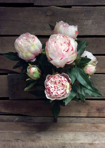 Light Pink Peony Bush