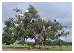 Found Your Family Tree Birthday Card