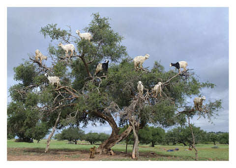 Found Your Family Tree Birthday Card