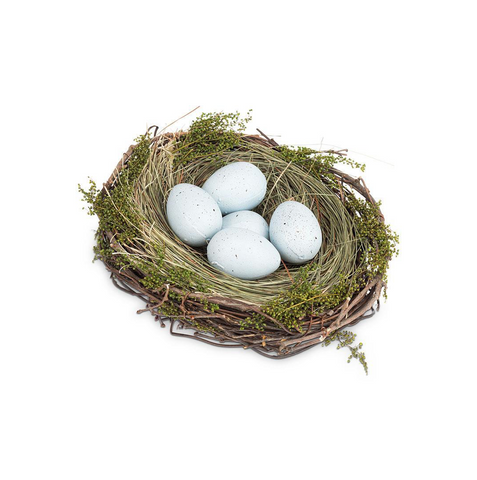 Pale Blue Eggs in Nest