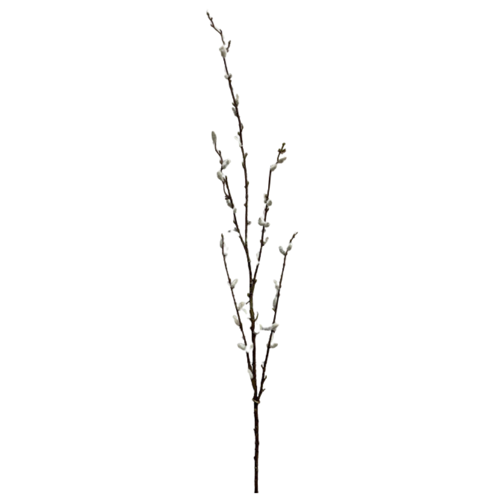 Pussy Willow Spray