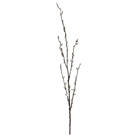 Pussy Willow Spray