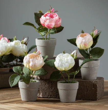 Rustic Potted Roses Potted Rose (3 Colours) – Jacaranda Tree & Co