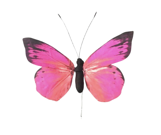 Fuchsia  Butterfly