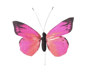 Fuchsia  Butterfly