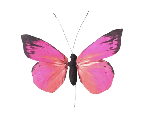 Fuchsia  Butterfly