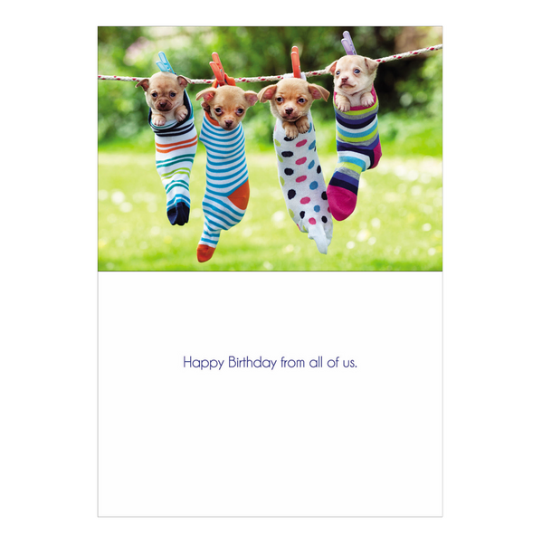 Sock Puppies Birthday Card
