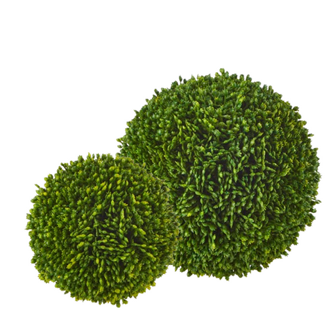 Sedum Ball (2 sizes)