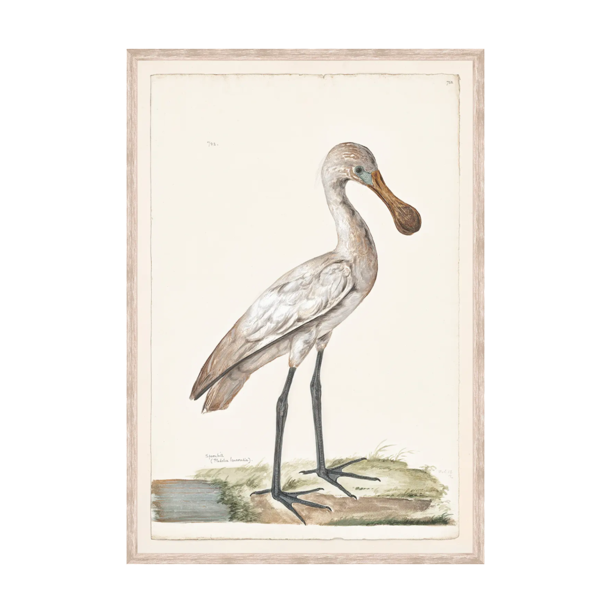 T. White - Spoonbill C. 1720 Framed Print