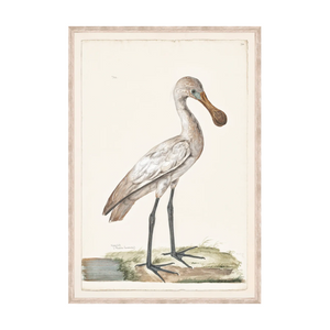 T. White - Spoonbill C. 1720 Framed Print