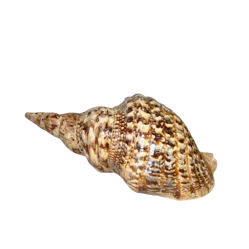 Triton's Trumpet Shell
