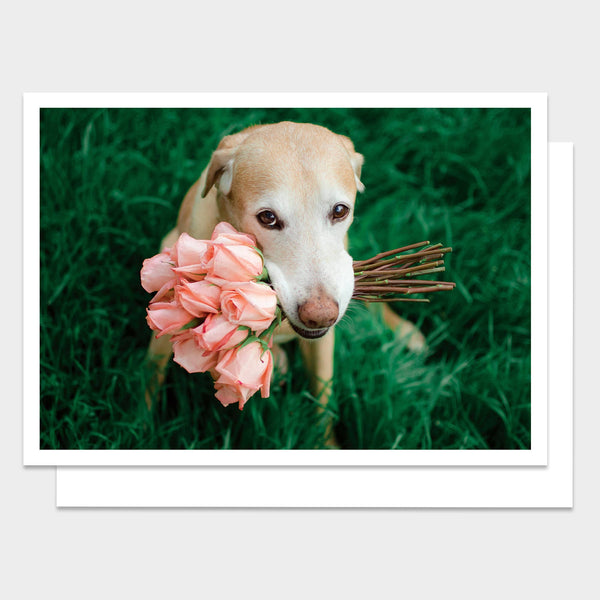 Pink Roses Thank You Greeting Card