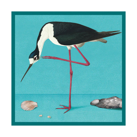 Long-legged Avocet Museums & Galleries Card