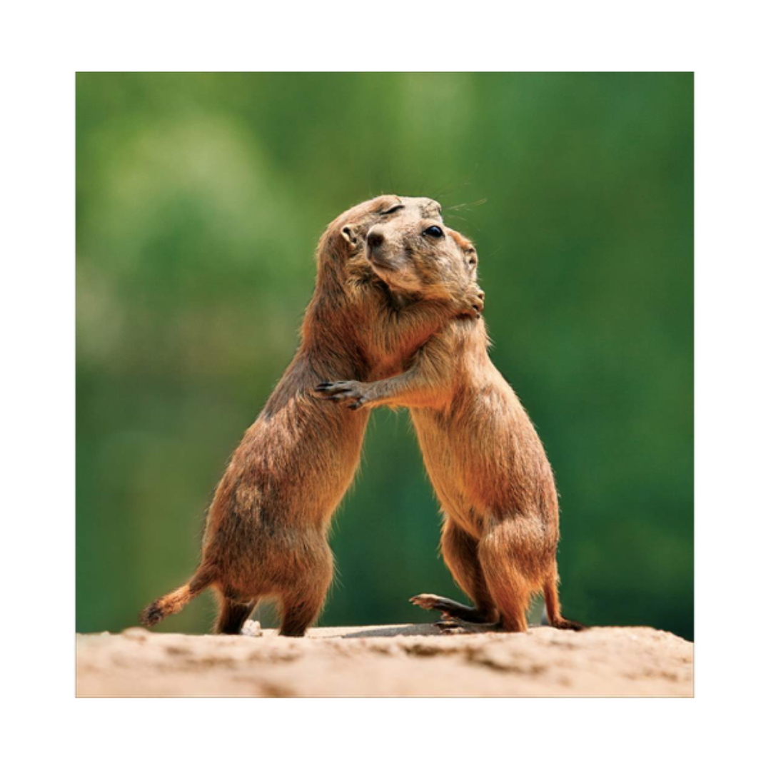 Prairie Dogs Hugging