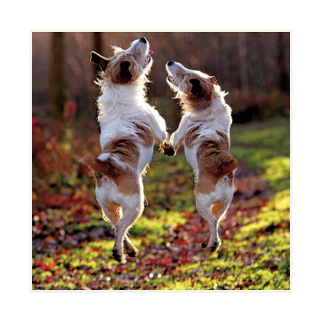 Dogs Holding Paws Card