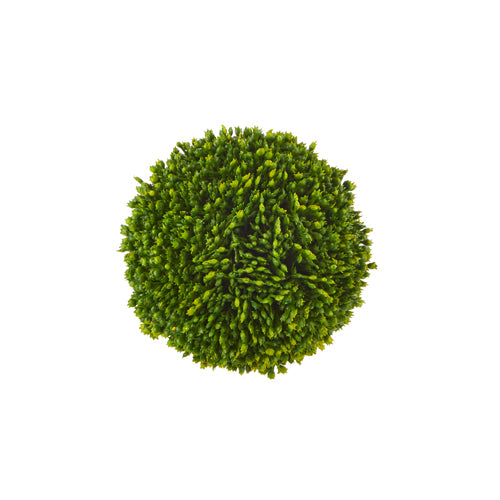 Sedum Ball (2 sizes)