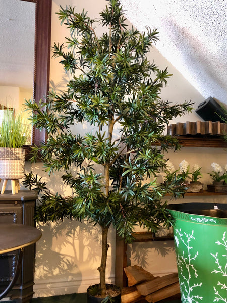 Green Tree in Planter II