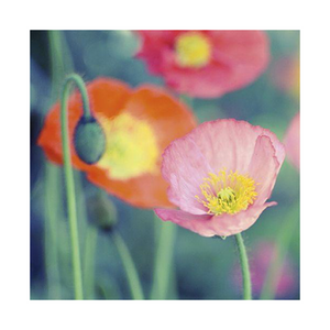 Floral Blank Card