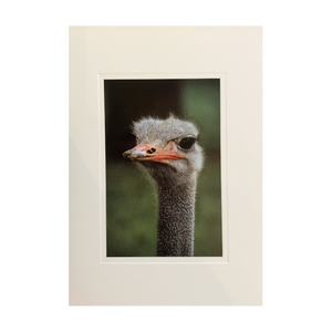 Ostrich Card