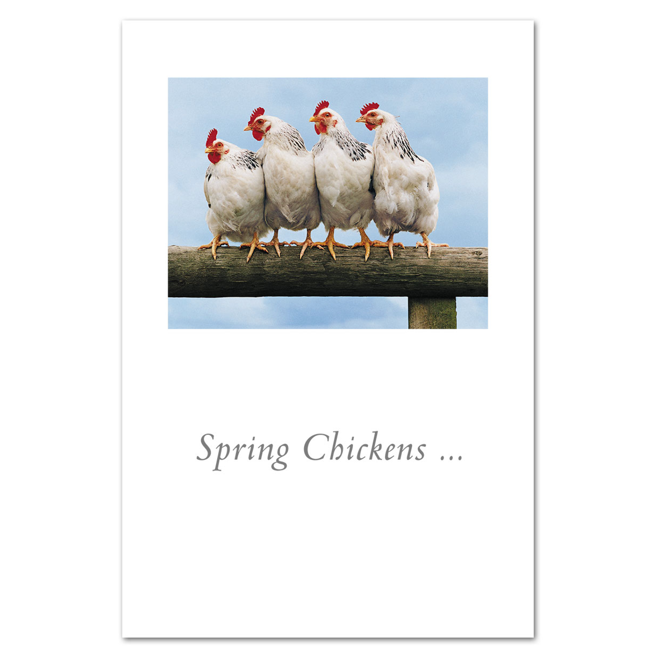 Spring Chickens Card