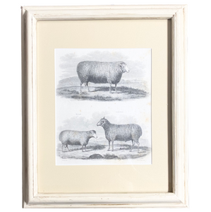 Vintage Sheep Print