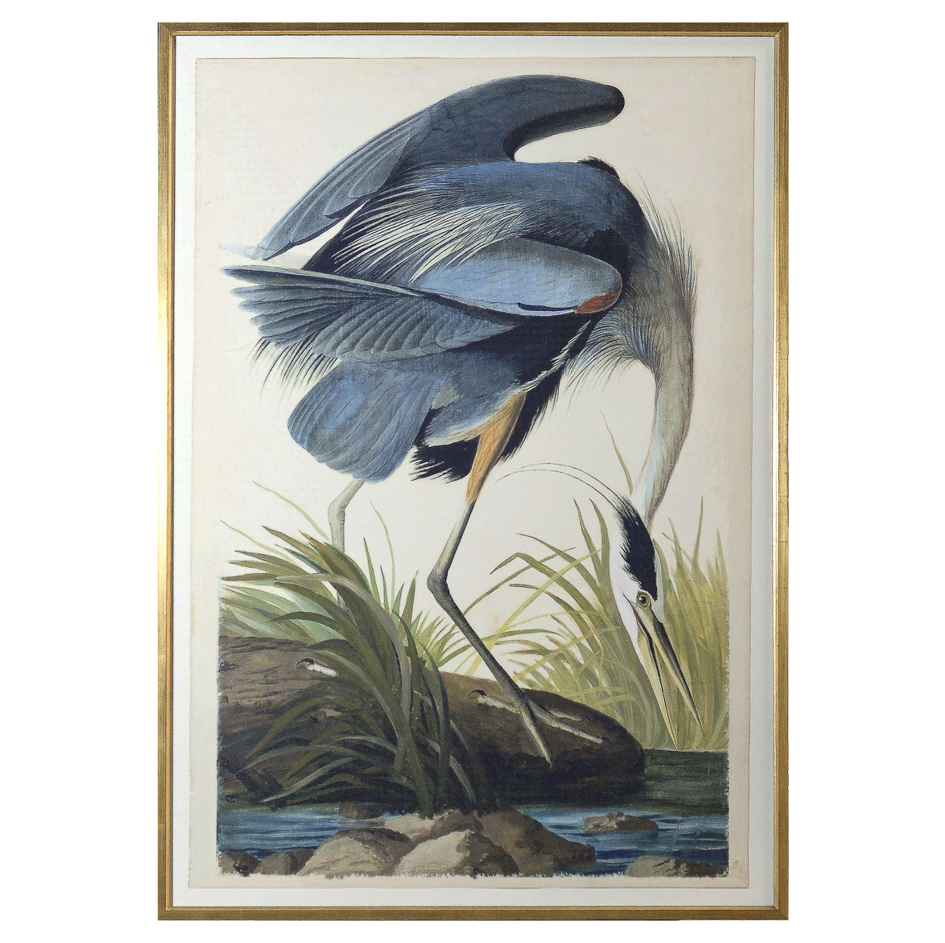 Audubon Blue Heron