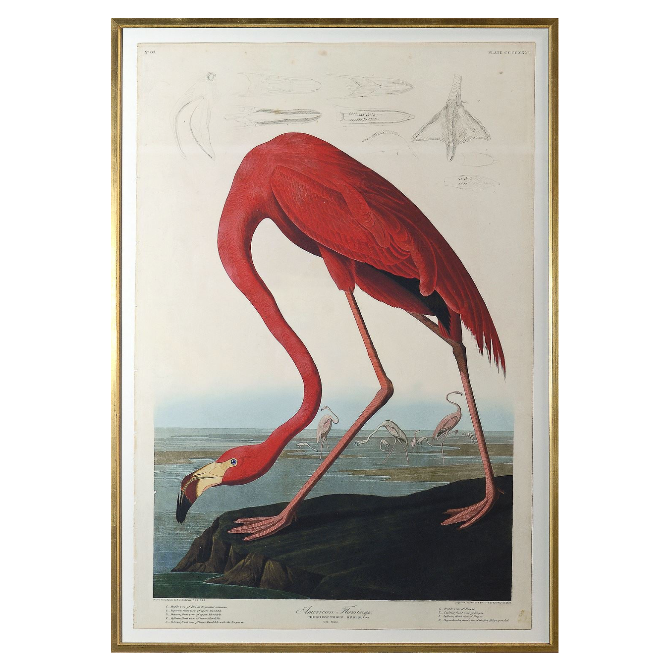 Audubon American Flamingo