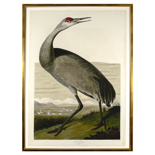 Audubon Whooping Crane