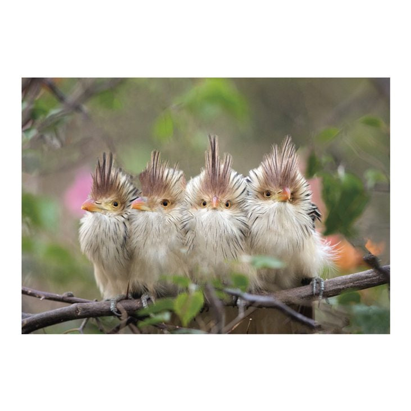 Happy Birthday From All Of Your Peeps Card