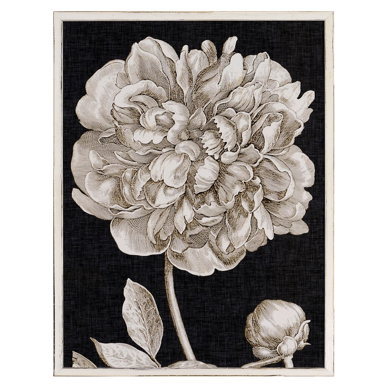 Dramatic Peony I