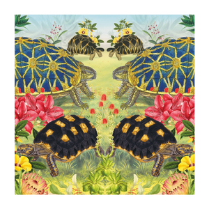 Tortoise Blank Card