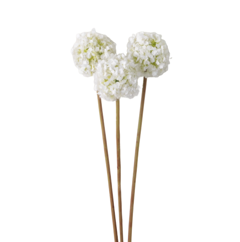 Allium Bunch