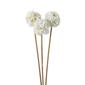 Allium Bunch