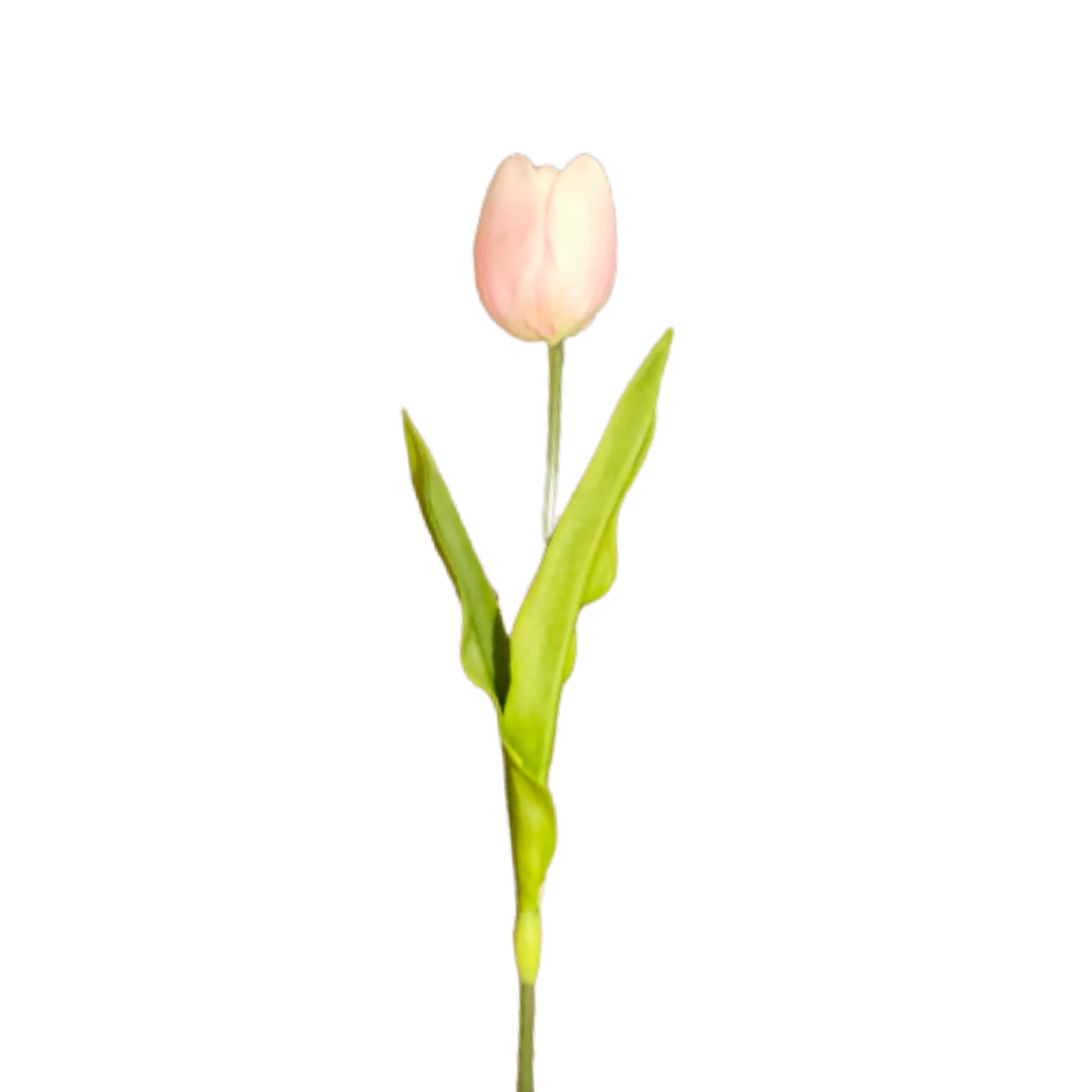 Pale Pink Tulip Stem