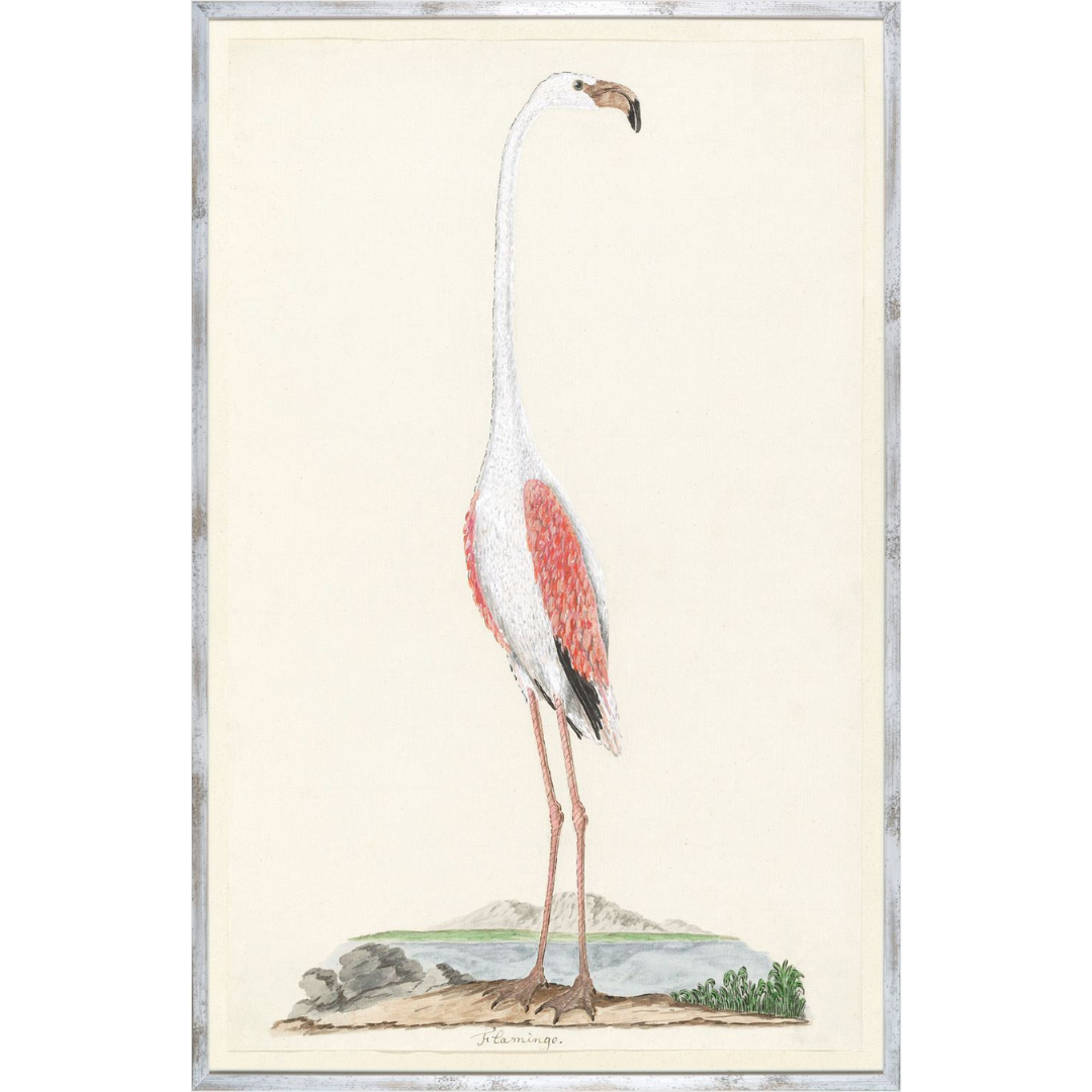 Gordons Flamingo Circa 1777