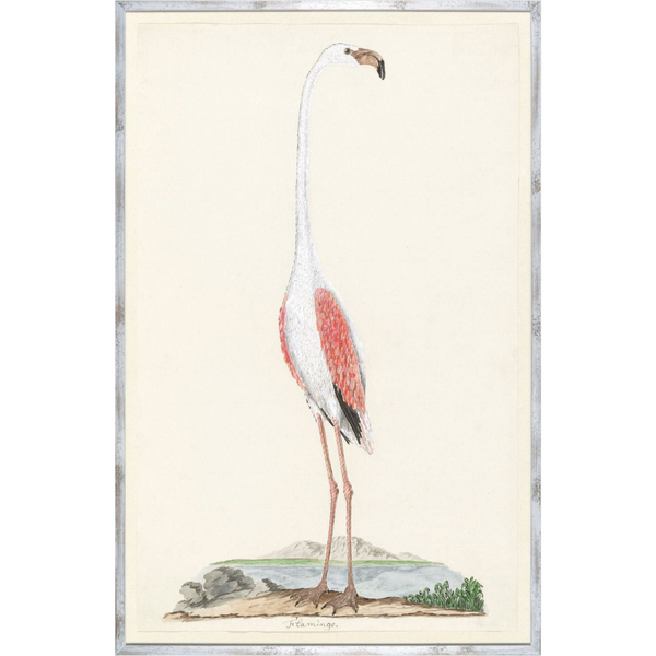 Gordons Flamingo Circa 1777