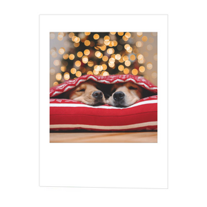 Cozy Dogs Under Blanket Boxed Cards
