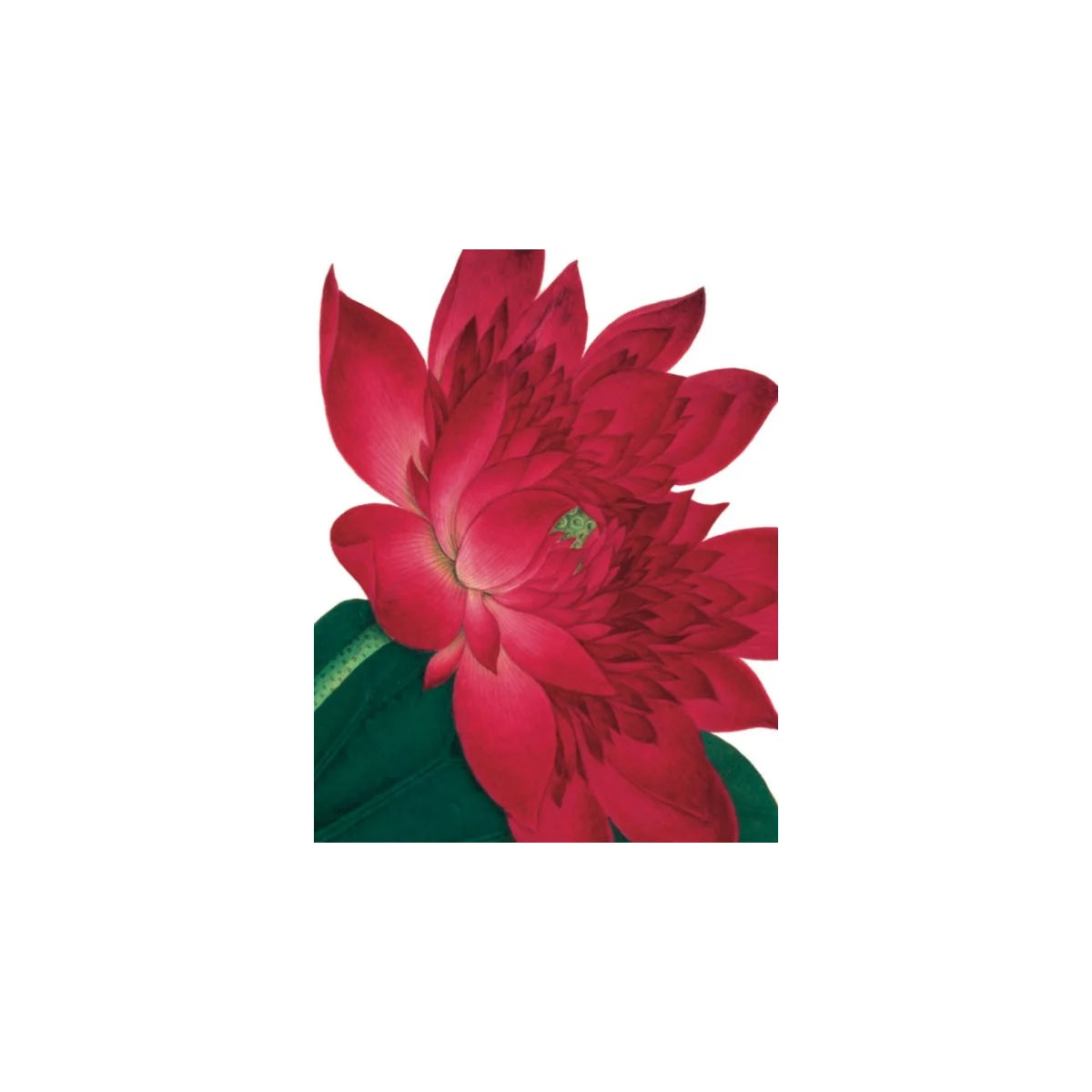 Waterlily Card