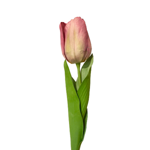 Pink Tulip Stem