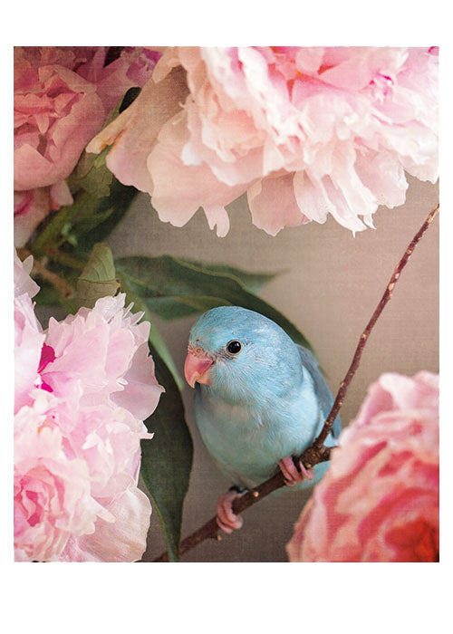 Thank You Bird Card