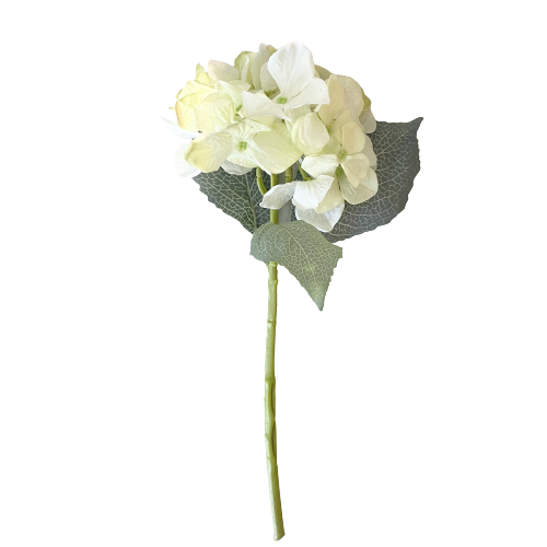 Green Hydrangea