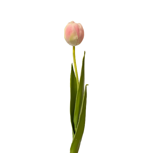 Soft Pink Tulip Stem