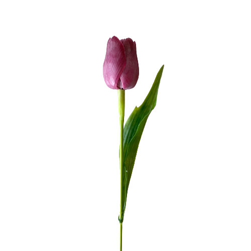Purple Tulip
