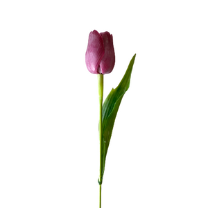 Purple Tulip