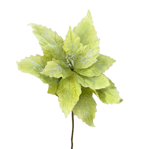 Winter Green Sugar Foliage