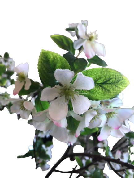 Cherry Blossom Tree