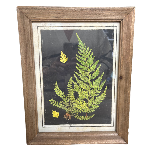 Botanic Fern Prints